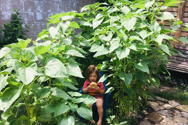 small boy sits in clearing of growing sunflowers.